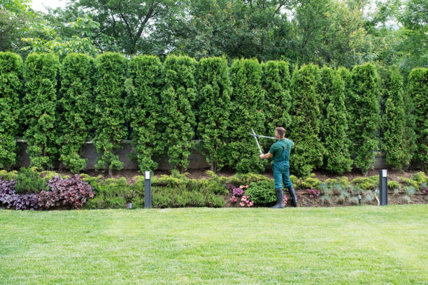 Best Lawn Renovation and Restoration  in Murray, UT